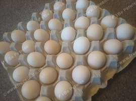 Pekin bantam Hatching eggs