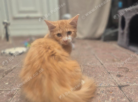 Maine coon kitten