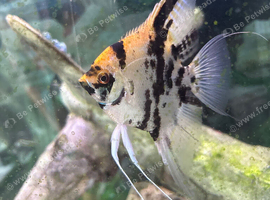 Angel Fish