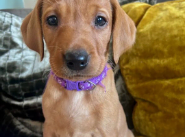 Labrador Retriever Puppies for Sale &ndash; 3 Boys & 6 Girls &ndash; Ready from 9 May 2026