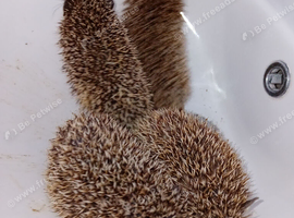 3 Pygmy Hedgehogs Avalible 8 weeks old