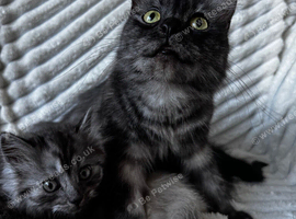 Kittens from loving home