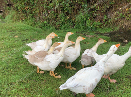 Geese for sale