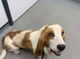 Basset stud