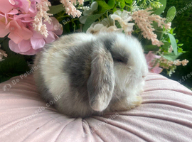 Mini lops