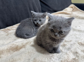 Scottish fold/straight for sale