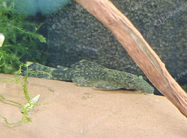 Young plecs ready for new homes