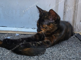 Tortoishell girl 9,5 weeks