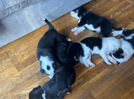 Border collie pups