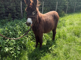Baby donkey