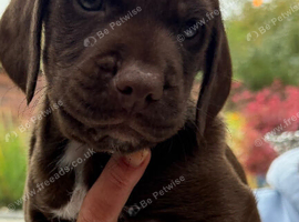 Cocker spaniel patterdale cross puppies. Ready to go!