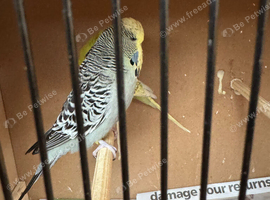 Budgies
