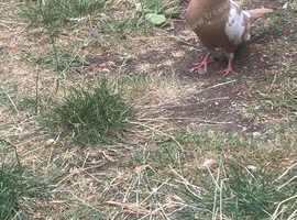 female pigeon