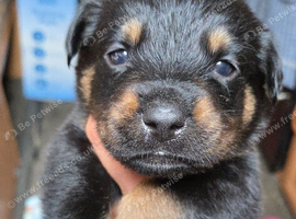 Gorgeous Rottweiler Puppys F1B