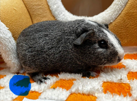 Bonded Baby Male Guinea Pigs