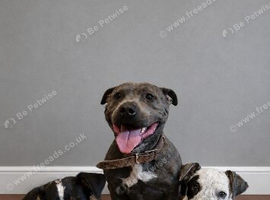 2 last beautiful Merle&rsquo;s available