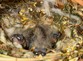 3 young zebra finch