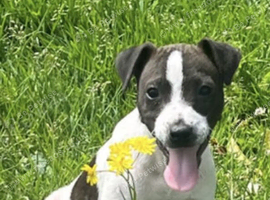 Jack Russell