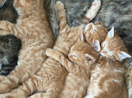 4 beautiful male ginger kittens