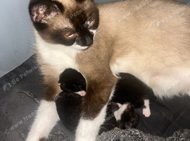 snowshoe x mainecoon x Russian white kittens