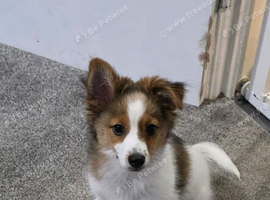 Male puppy