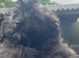 Poodle cross Pomeranian