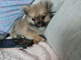 Pomeranian Puppy