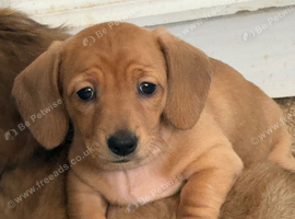 RED DAPPLE MINIATURE DACHSHUNDS