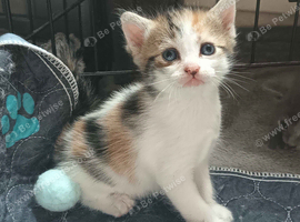 Stunning Calico female