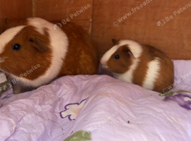 Mum and baby girl Guinea pig