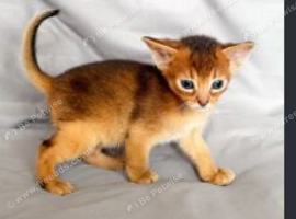 New Kitten ready for sale