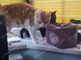 Short Hair Kittens inc. Red Females