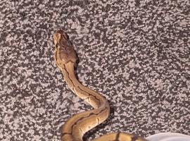 Baby pinstripe baby kingpin
