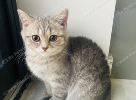 British short hair kitten