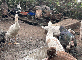 Runner ducks