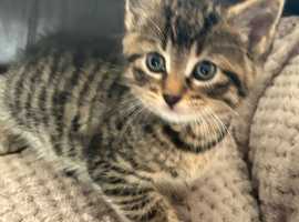2 male tabby kittens and 1 fluffy black female kitten