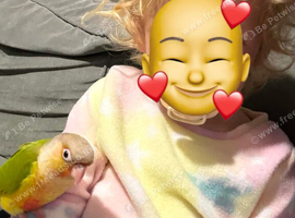 Lovley tame conure