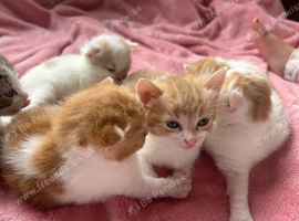 8 kittens for sale