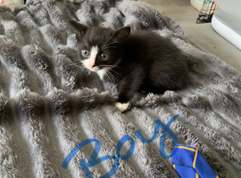 5 kittens ready to leave