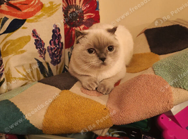 British shorthair