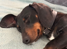 Female minature dachshund