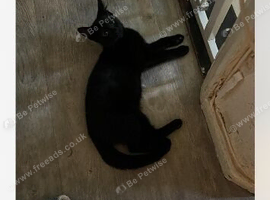 Rehoming kitten