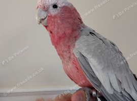 Galah parrot for sale