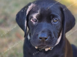 3 boys left Gorgeous Black Labrador Puppies