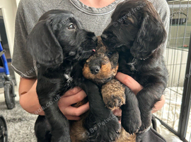 3 puppies