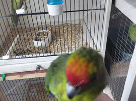 Tame kakariki for sale.