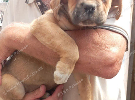 Boxer X Rottweiler