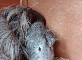 Beautiful female baby guinea pig.