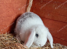 8 week old mini lop