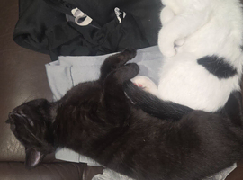 Black kitten